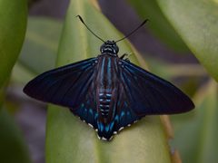Phocides pigmalion IMG 8898 Mangrove Skipper by Christian Pirkl. Used under a CC BY-SA 4.0 license.