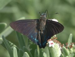 Phocides pigmalion P1380015a by 
xpda. Used under a CC BY-SA 4.0 license.