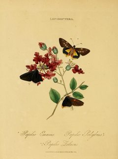 DonovanEpitomePlate49 by Edward Donovan. Used under a Public domain license.