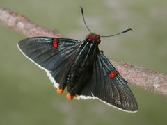 Phocides polybius phanias by Gabriela Ruellan. Used under a CC0 license.