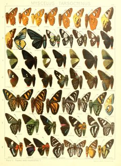 Macrolepidoptera15seit 0357 by Adalbert Seitz
. Used under a Public domain license.