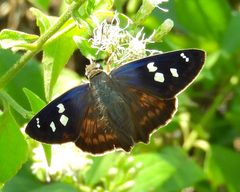 Polygonus savigny ssp. savigny by Francisco Farriols Sarabia. Used under a CC BY 4.0 license.