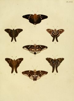 CramerAndStoll-uitlandsche kapellen vol. 3- pl 260 by Pieter Cramer (1721 - 1776) and Caspar Stoll (between  1725 and 1730 - 1791). Used under a Public domain license.