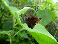 Mariposa Spicauda simplicius 05-09-2023a by Carlos A. Padrón P.. Used under a CC BY-SA 4.0 license.