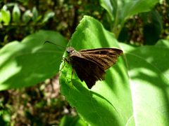 Mariposa Spicauda simplicius 05-09-2023b by Carlos A. Padrón P.. Used under a CC BY-SA 4.0 license.