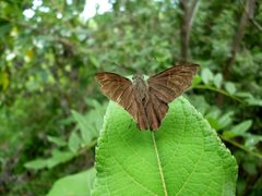 Mariposa Spicauda simplicius 05-09-2023c by Carlos A. Padrón P.. Used under a CC BY-SA 4.0 license.