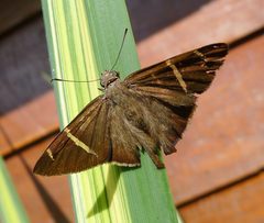 Tanna Skipper. Urbanus tanna - Flickr - gailhampshire by gailhampshire from Cradley, Malvern, U.K. Used under a CC BY 2.0 license.