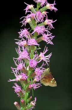 Thorybes bathyllus by Dr. Thomas G. Barnes, University of Kentucky. Used under a Public domain license.