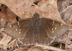 Northern Cloudywing - Thorybes pylades by Wedontneedfeatherstofly. Used under a CC BY 2.0 license.