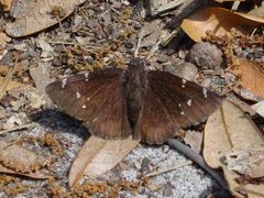 Thorybes pylades by pondhawk. Used under a CC BY 2.0 license.