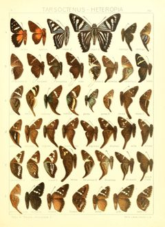 Macrolepidoptera15seit 0349 by Adalbert Seitz
. Used under a Public domain license.