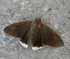 Urbanus doryssus chales by Francisco Farriols Sarabia. Used under a CC BY 4.0 license.