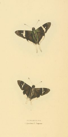 Zoological Illustrations Volume II Series 2 048 by William Swainson. Used under a Public domain license.