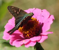Urbanus on zinnia by Trilobitealive at English Wikipedia. Used under a CC BY-SA 3.0 license.