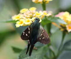Urbanus proteus openwing by Chinmayisk. Used under a CC BY-SA 4.0 license.