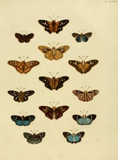 CramerAndStoll-uitlandsche kapellen vol. 4- pl 392 by Pieter Cramer (1721 - 1776) and Caspar Stoll (between  1725 and 1730 - 1791). Used under a Public domain license.