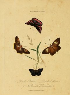 DonovanEpitomePlate46 by Edward Donovan. Used under a Public domain license.
