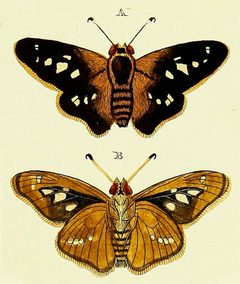 Papilio ethliusStoll1872OD by Caspar Stoll. Used under a Public domain license.