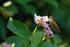 Panoquina ocola ocala skipper by Ospr3yy at English Wikipedia. Used under a FAL license.