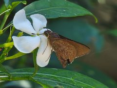 Asbolis capucinus 180942118 by Theo Summer. Used under a CC BY 4.0 license.