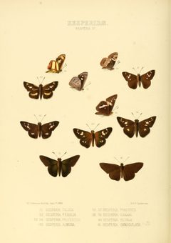 Illustrations of new species of exotic butterflies Hesperia IV by William Chapman Hewitson
. Used under a Public domain license.
