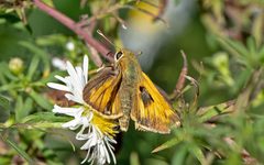 Atalopedes campestris 167568445 by Ken Larsen. Used under a CC BY 4.0 license.