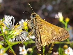 Atalopedes campestris 240383832 by Will Kuhn. Used under a CC BY 4.0 license.