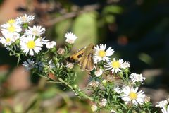 Atalopedes campestris 34032293 by botanygirl. Used under a CC BY 4.0 license.