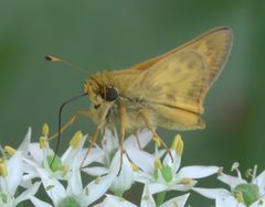 Atalopedes campestris DSC01679a by 
xpda. Used under a CC BY-SA 4.0 license.