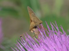 Atalopedes campestris P1300713b by 
xpda. Used under a CC BY-SA 4.0 license.