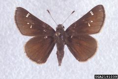 Atrytonopsis hianna 2191039 by Charles T. and John R. Bryson, , Bugwood.org. Used under a CC BY 3.0 us license.