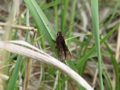 Atrytonopsis hianna ssp. hianna by Chris Hoess. Used under a CC BY-SA 4.0 license.