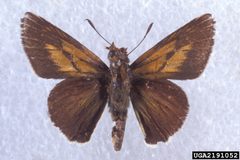 Euphyes arpa 2191052 by Charles T. and John R. Bryson, , Bugwood.org. Used under a CC BY 3.0 us license.