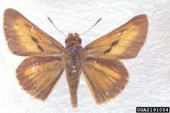 Euphyes bayensis 2191054 by Charles T. and John R. Bryson, , Bugwood.org. Used under a CC BY 3.0 us license.