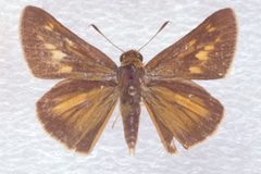 Euphyes bayensis female by Charles T. and John R. Bryson. Used under a CC BY 3.0 us license.