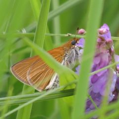 Two-spotted skipper Euphyes bimacula 9047680 2014-06-30 by Reuven Martin. Used under a CC0 license.