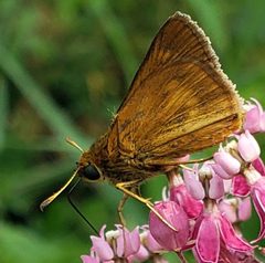 Euphyes conspicua by aarongunnar. Used under a CC BY 4.0 license.