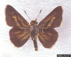 Euphyes dion alabamae 2191057 by Charles T. and John R. Bryson, , Bugwood.org. Used under a CC BY 3.0 us license.