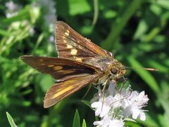 Euphyes dion female by Jacy Lucier. Used under a CC BY-SA 4.0 license.