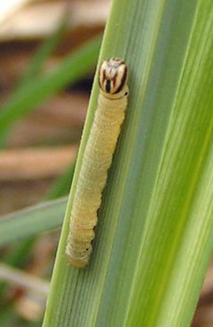 Euphyes dion larva by Jacy Lucier. Used under a CC BY-SA 4.0 license.