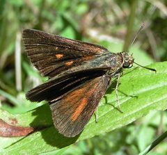 Euphyes dukesi female 01 by Jacy Lucier. Used under a CC BY-SA 4.0 license.