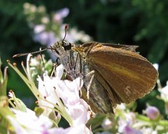 Euphyes dukesi female 02 by Jacy Lucier. Used under a CC BY-SA 4.0 license.