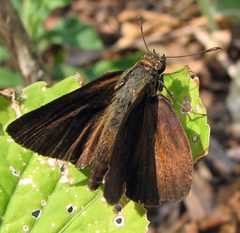 Euphyes dukesi male by Jacy Lucier. Used under a CC BY-SA 4.0 license.
