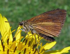 Euphyes dukesi male 1 by Jacy Lucier. Used under a CC BY-SA 4.0 license.