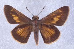 Euphyes pilatka 2191050 by Charles T. and John R. Bryson, , Bugwood.org. Used under a CC BY 3.0 us license.