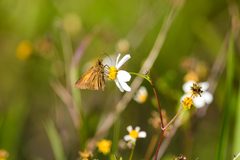 Palatka skipper - 46808911144 by cricketsblog. Used under a CC BY 2.0 license.