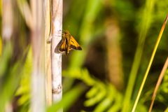 Palatka skipper - 46808911234 by cricketsblog. Used under a CC BY 2.0 license.