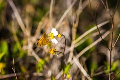 Palatka skipper - 46808911474 by cricketsblog. Used under a CC BY 2.0 license.