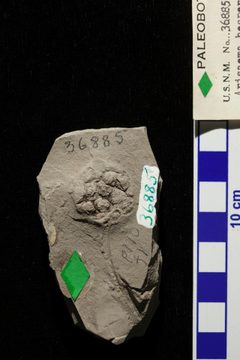 Arisaema hesperia holotype USNM P36885B img1 by Curt Breckenridge. Used under a CC0 license.