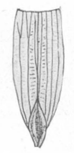 Liriodendron hesperia P38133B Plate51 Fig2 by Berry, Edward W. 1929. Used under a Public domain license.
